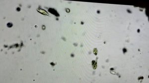 Wi-fi цифровой микроскоп 2000х