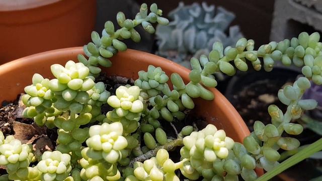 Sedum Burrito y Sedum Morganianum Cuidados, Sedum Burrito Care THIS VIDEO HAS SUBTITLES смотреть онлайн