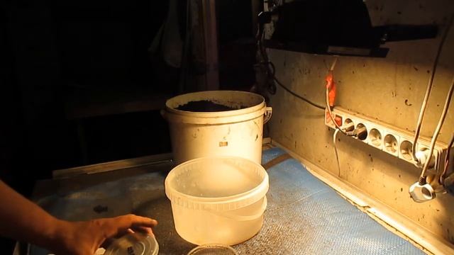 Селекция. Эксперимент. "Смесь Бульдога с Носорогом ! " смотреть онлайн