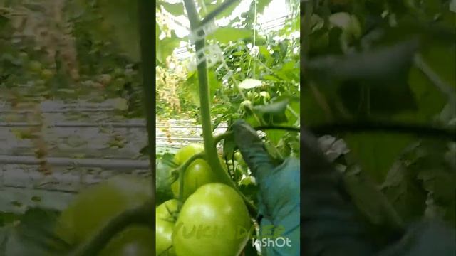 Работа в теплице ( подработка)