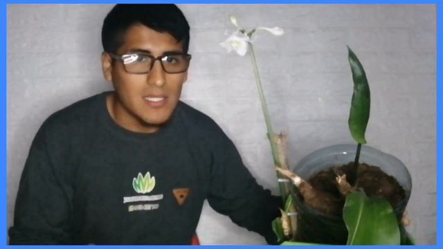 CUIDADOS DE EUCHARIS AMAZONICA/GRANDIFLORA/