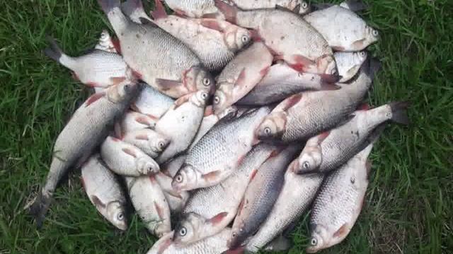 активатор клева fishhungry отзывы смотреть онлайн