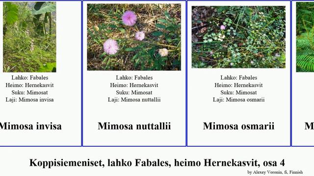 Koppisiemeniset, lahko Fabales, heimo Hernekasvit, osa 4 mimosa oxytropis millettia lupinus invisa смотреть онлайн