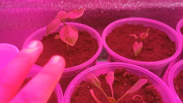 Кулинарные Эксперименты