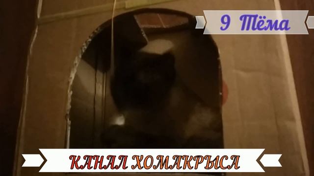 ИМЕНА ДЛЯ КОШЕК КОТОВ Как назвать котенка Как назвать кошку Как назвать кота КЛИЧКИ ДЛЯ КОТОВ КОШЕ смотреть онлайн