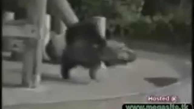 Смешные животные 8 танцы смотреть онлайн