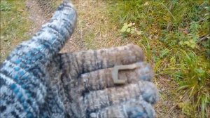 Лесная дорога. Коп с металлоискателем TX-850.