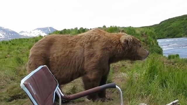 Медведь пришел к рыбаку посидел и пошел дальше смотреть онлайн