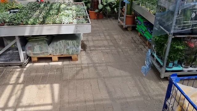 Обзор комнатных и садовых растений в Садовом центре Июнь смотреть онлайн