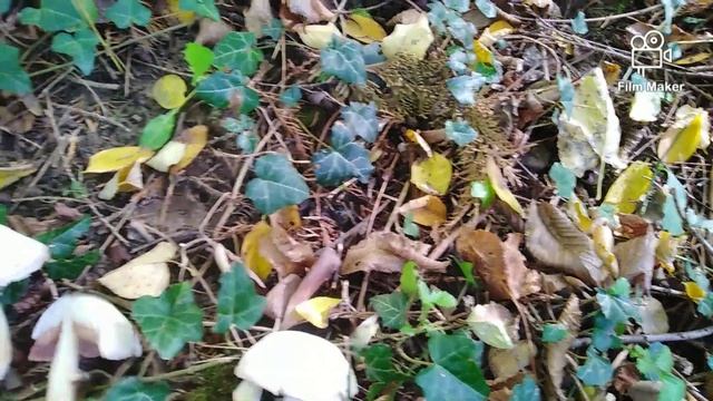 JESTIV (Krvotočni) & OTROVNI šampinjon, Agaricus sylvaticus & A. xanthodermus ?️ & ? смотреть онлайн