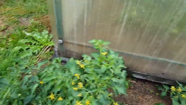 Помидоры "Монгольский карлик" созревают. смотреть онлайн