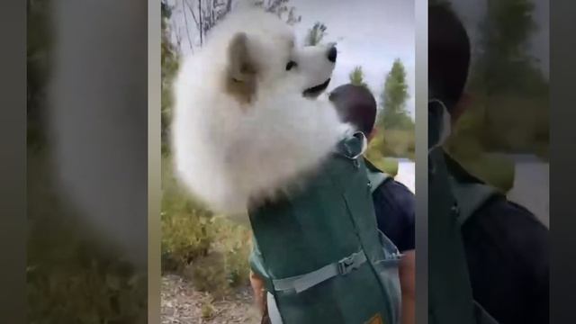 Лучшие приколы с животными ржач/новая подборка. смотреть онлайн