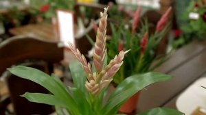 Вриезия ? Уход в домашних условиях