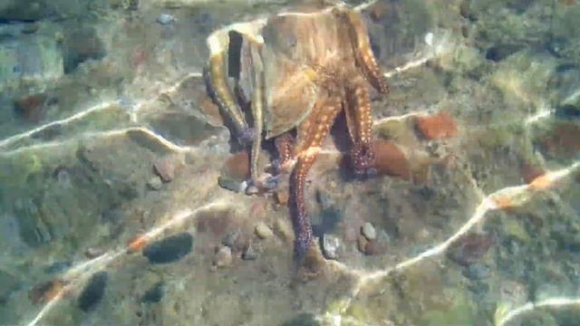 Octopus. Red sea. Eilat. Осьминог греется у берега. Красное море. Израиль. Эйлат. 20.05.2017 смотреть онлайн
