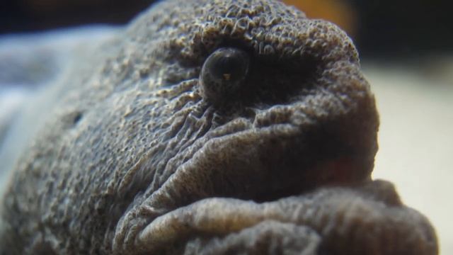 close macro view of a seawolf woof or anarhichas lupus with extensive teeth смотреть онлайн