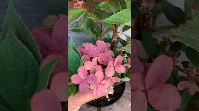 НОВИНКА. HYDRANGEA Paniculata POLESTAR (R) 'Berg14' Cov