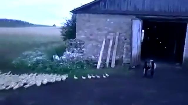 Утки,домой!!Всем смотреть,полная ржака смотреть онлайн