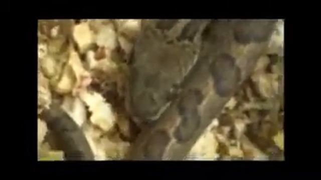 Leptodeira Annulata смотреть онлайн