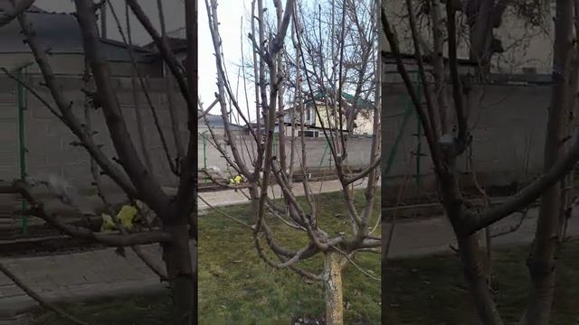 формирование черешни по системе KGB на высокорослом подвое. магалебка. смотреть онлайн