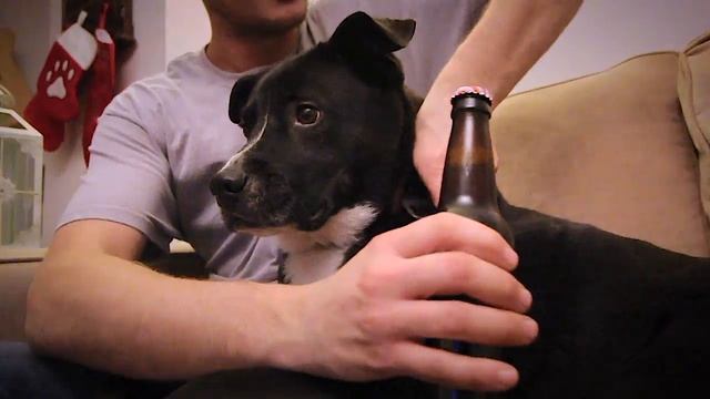 PopTag Bottle Opener ID Tag смотреть онлайн