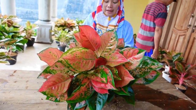 Jual Banyak Tanaman Hias Menor glowing ngejrenk Spesial Aglonema & Puring смотреть онлайн