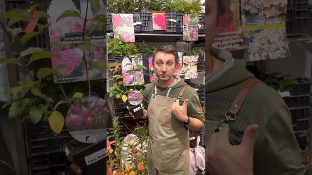 Гортензии метельчатая «Фрайз Мельба» Hydrangea paniculata «Fraise Melba» Французская Звезда смотреть онлайн