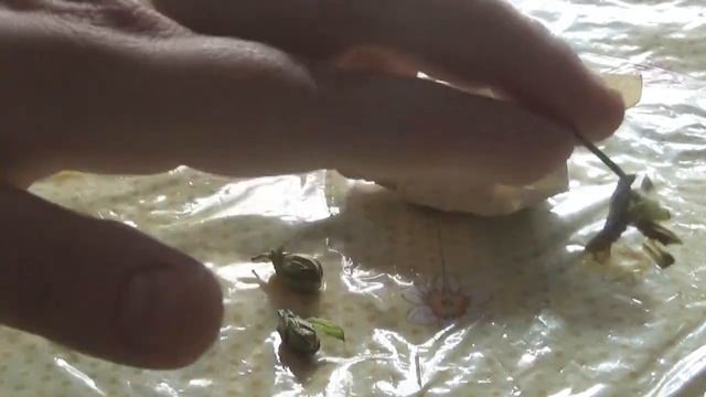 Как собрать семена виолы