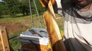 Двухматочное содержание пчёл мой первый опыт. 2 часть