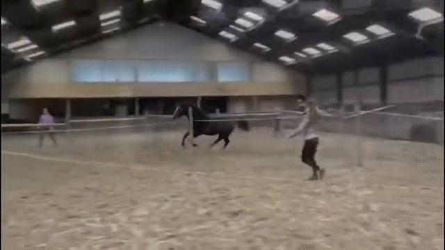 2y old (Untouchable 27 x Cornet Obolensky) смотреть онлайн