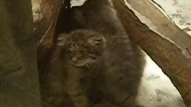 Котята манула 2 смотреть онлайн