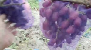 Отличие новых форм 555(Фреш мускат) и 333(Цитадель) Щереденкова В. А. 8 августа 2023.