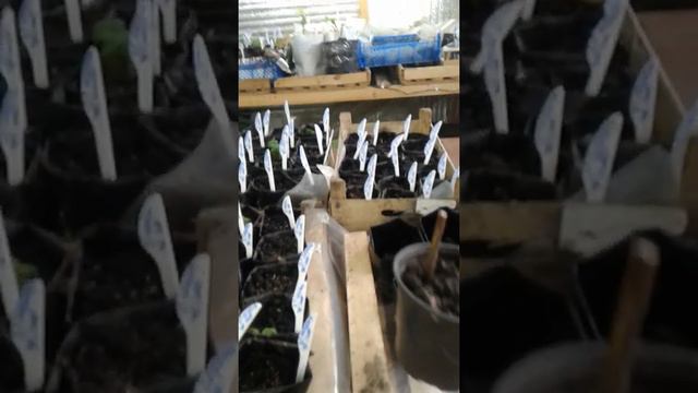 Стаканчик под рассаду своими руками. смотреть онлайн