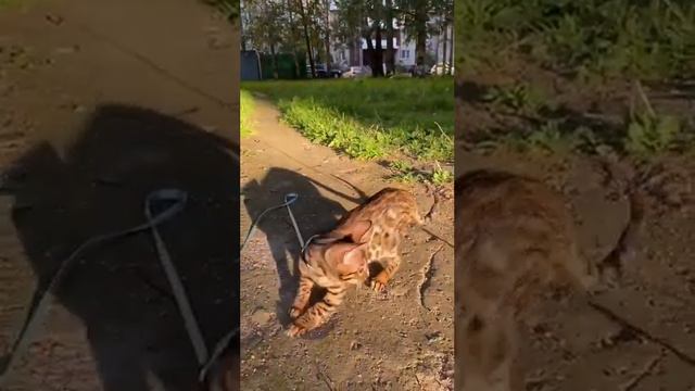 Питомник бенгальских кошек ДОМАШНИЙ ЛЕОПАРД. Кошечка Каролина Айс смотреть онлайн