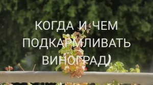 ПОДКОРМКА ВИНОГРАДА. КОГДА И ЧЕМ ПОДКАРМЛИВАТЬ ВИНОГРАД)