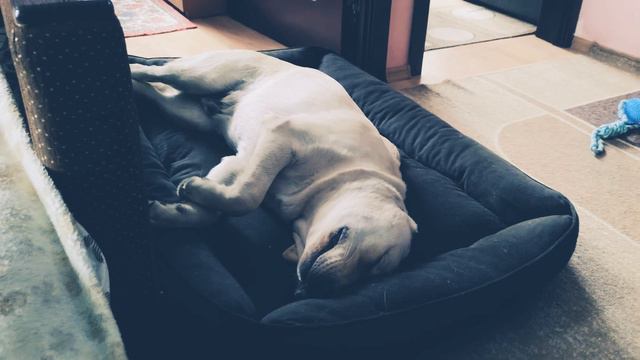 Лабрадор Трой | после долгой прогулки смотреть онлайн