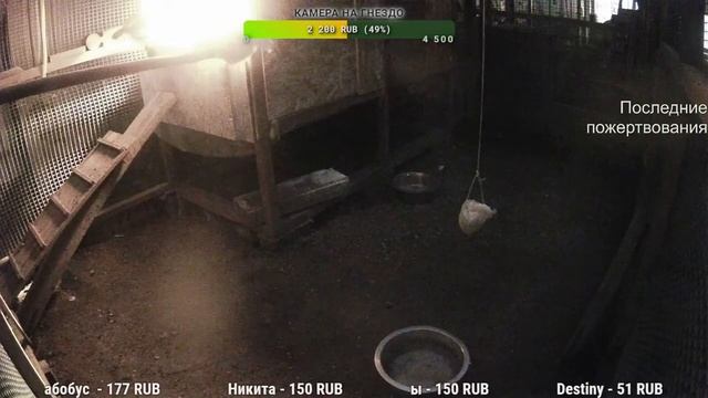 Курятник. Жизнь в курятнике. Можно покормить онлайн. Chicken coop stream. Online feed смотреть онлайн
