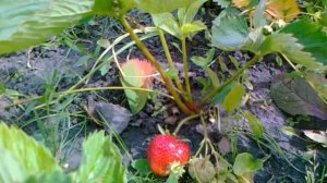 Клубника Гигантелла Максим или Максим.