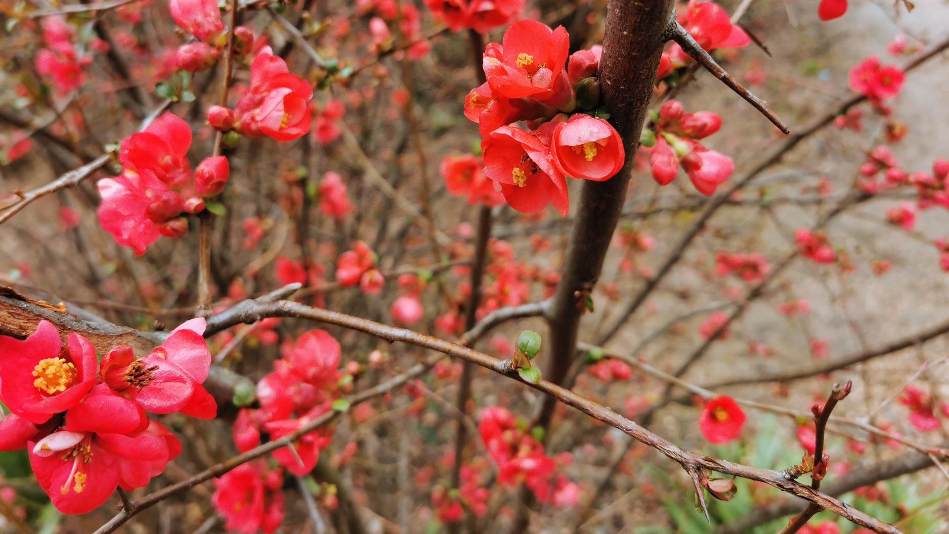 Весна в Крыму. Пробуждение Флоры. Никитский ботанический сад смотреть онлайн
