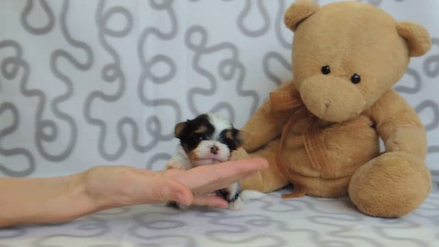 Щенок бивер девочка. Питомник биверов ГрэйсКод смотреть онлайн