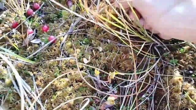 Новые приключения на "Ведьмином" (Бабьем) болоте! Сбор клюквы в нехоженных местах средней полосы! смотреть онлайн