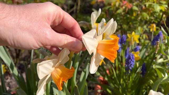 Narcissus Chromacolor | Review | How to Care for Daffodils in Pots смотреть онлайн