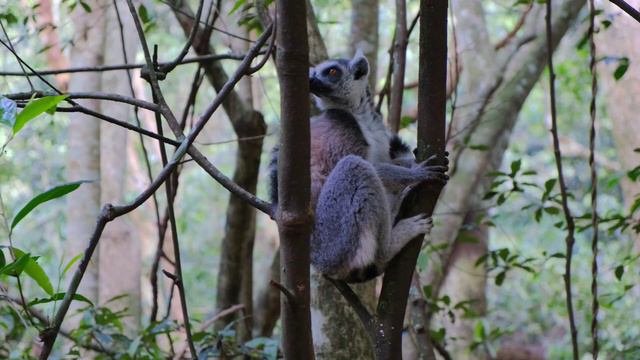Музыкальный Релакс Животные №2🦓🦓🦓 смотреть онлайн