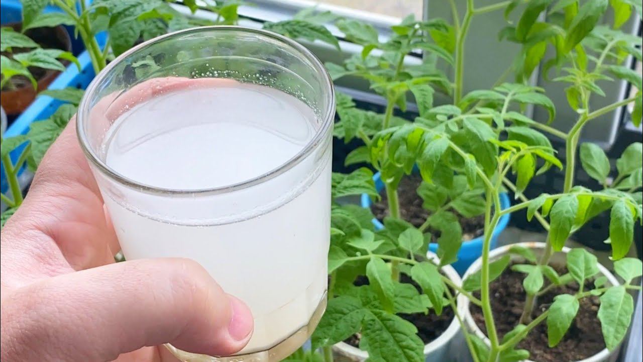 Рассада растет на глазах! 1 Ложка Заставляет Любую Рассаду Толстеть и Активно Развиваться! смотреть онлайн