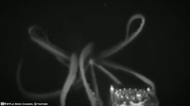 What they Captured in Mariana Trench Surprised the Whole World смотреть онлайн