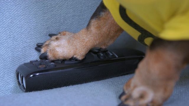 No Limits! Cute & funny dachshund dog video! смотреть онлайн