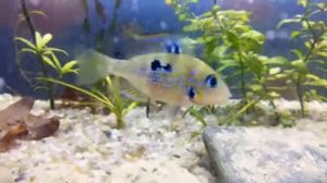 Цихлазома Элиота , пара ли?