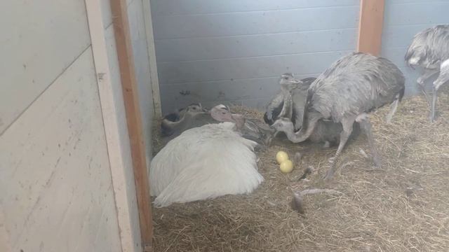 ЮжноАмериканский страус - самый добрый и красивый страус в Мире. смотреть онлайн