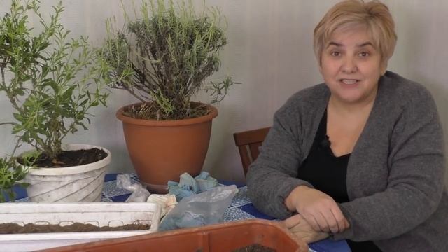 ПОЧЕМУ Я СЕЮ ТОМАТЫ В ЯНВАРЕ. Садим-сеем. Мой опыт. смотреть онлайн