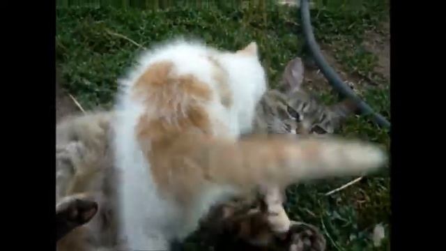 Кошка Соня играет с котенком смотреть онлайн