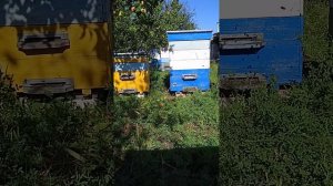 Лечим пчел от Американского  и Европейского  гнильца .